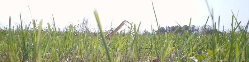 Spicē nav ūdens, spices remonts - skalošana